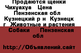 Продаются щенки Чихуахуа › Цена ­ 7 000 - Пензенская обл., Кузнецкий р-н, Кузнецк г. Животные и растения » Собаки   . Пензенская обл.